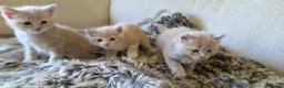 Mixed Breed cats for sale: 3 Beige Males for Sale in Ross-on-Wye - Advert 3