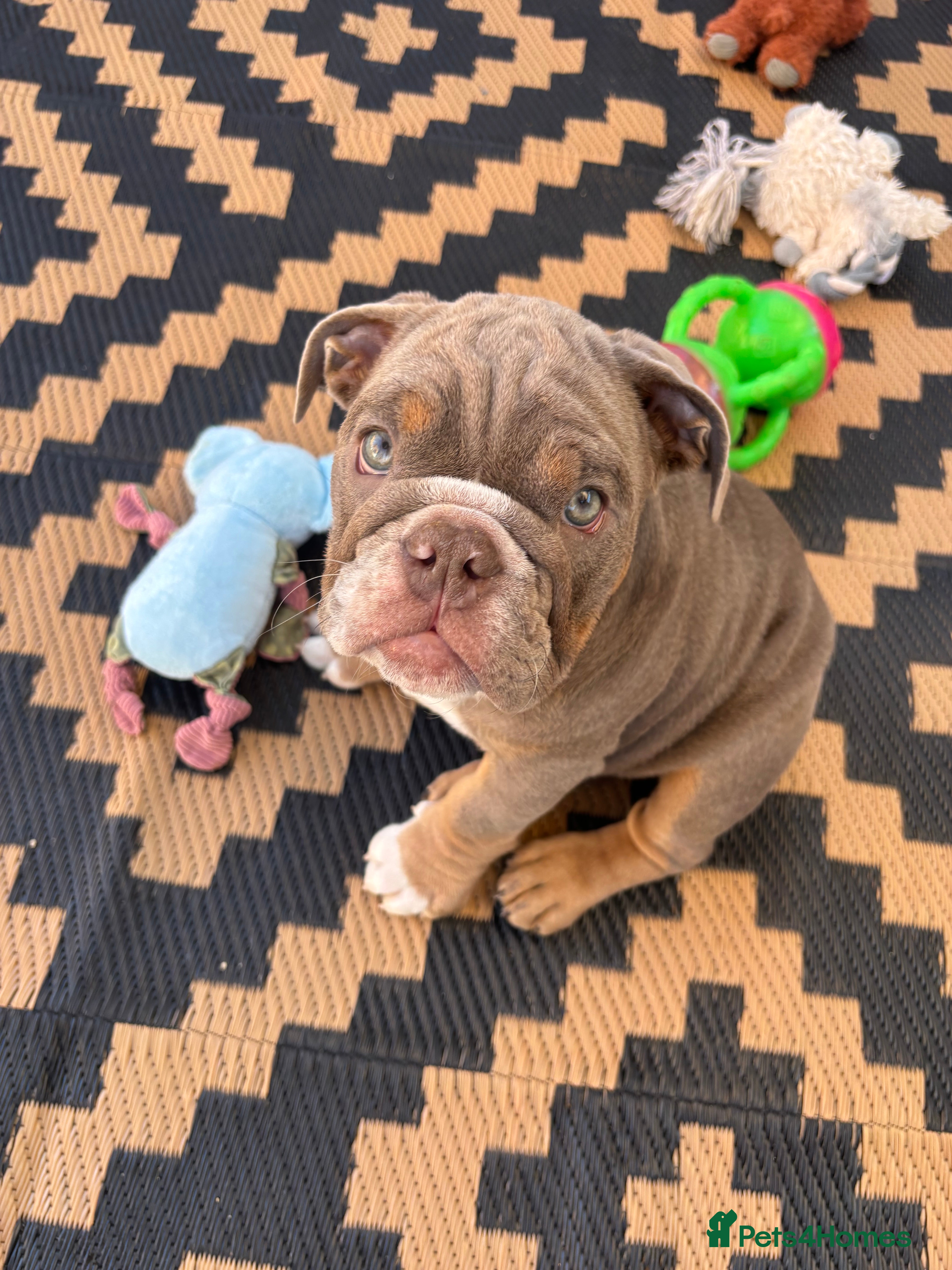 English Bulldog dogs *READY TO GO NOW* English Bulldog Puppies  - Advert 2
