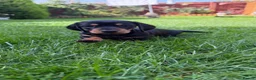 Miniature Dachshund dogs for sale: Miniature short haired Dachshund Puppy’s - Advert 7