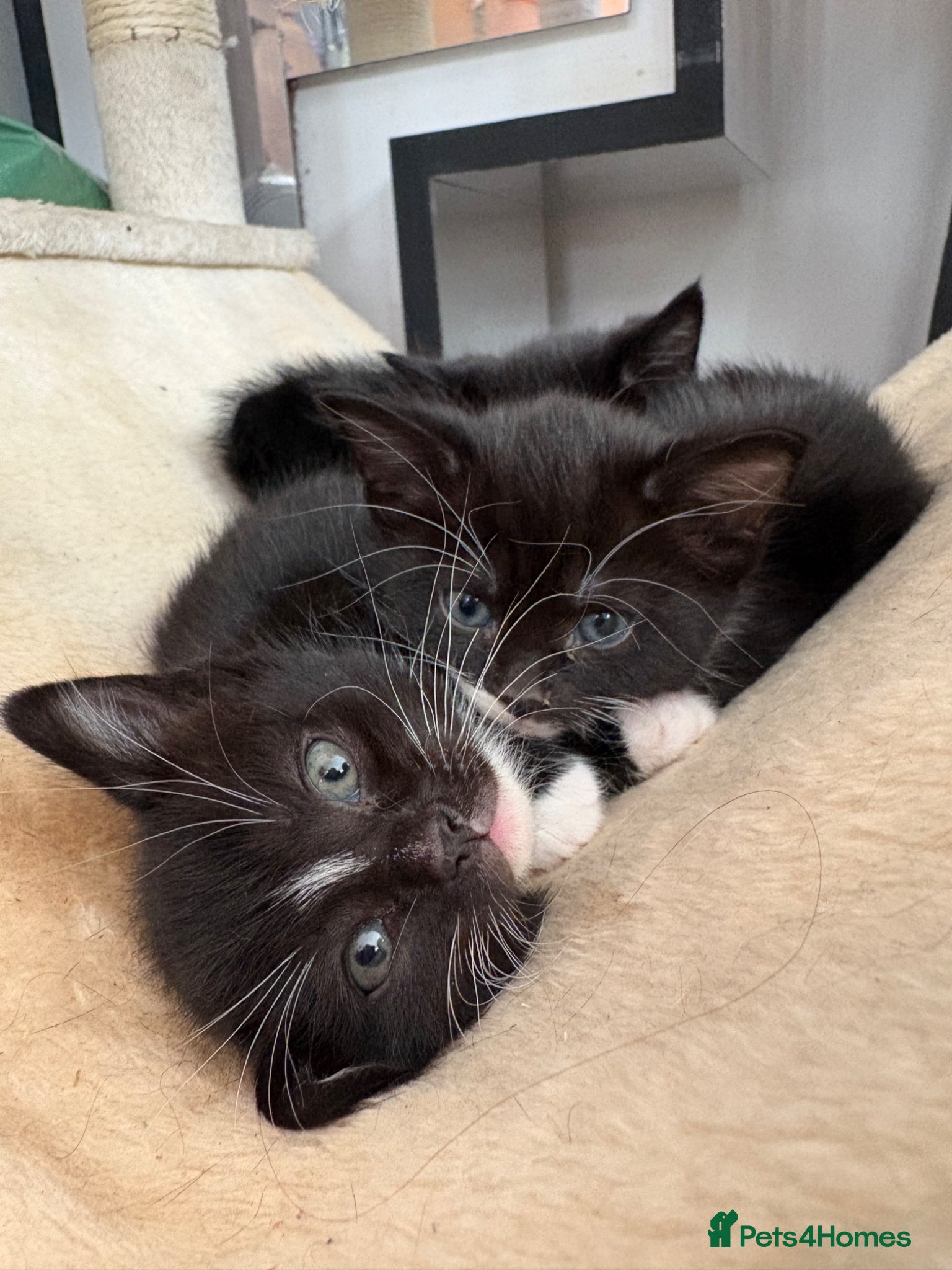 Mixed Breed cats Super cute kittens - Advert 1