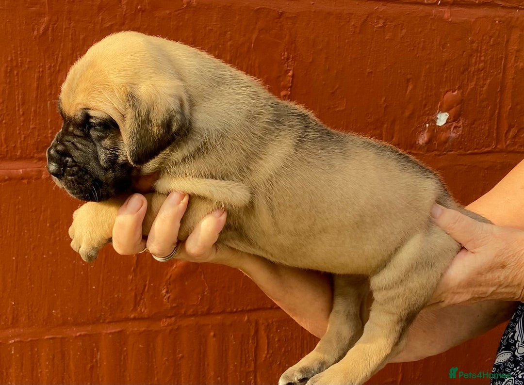 Great Dane dogs for sale: Primus Great Danes - Image 4