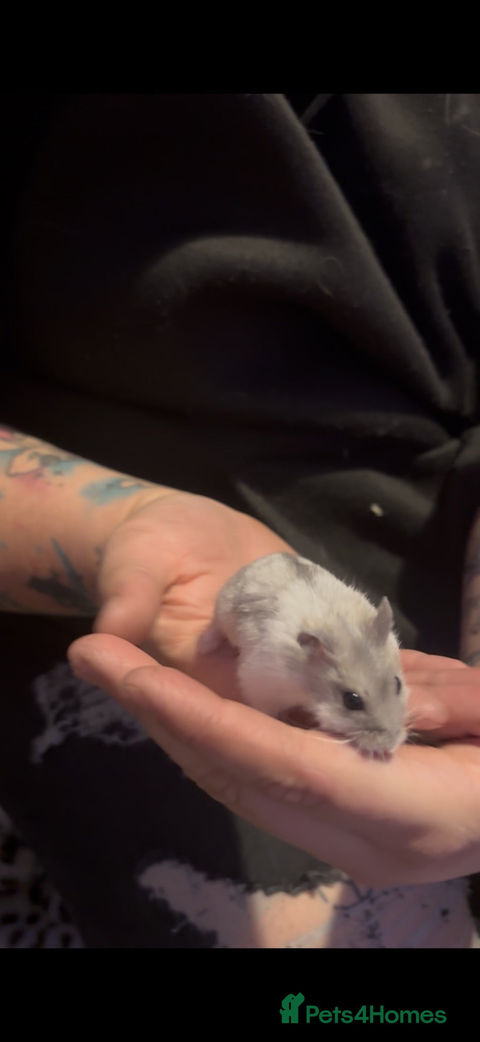 Hamster rodents Young Russian Dwarf hamsters  - Advert 10