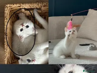 British Shorthair cats British Shorthair Chinchilla Kitten - Advert 1