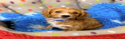 Cavapoo dogs for sale: F1 Toy Cavapoo’s  - Advert 8