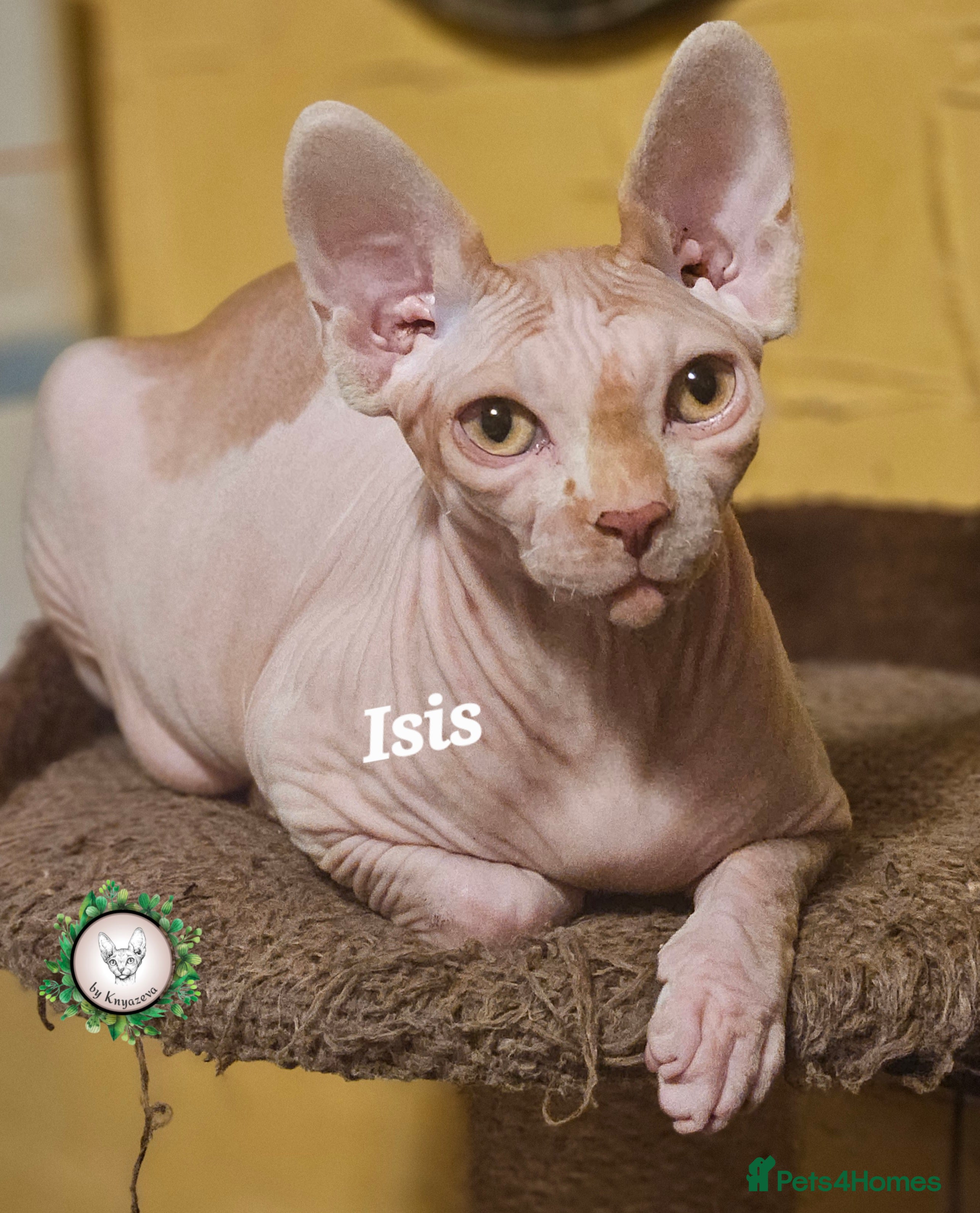 Sphynx cats Adorable Canadian Sphynx – Champion line - Advert 16