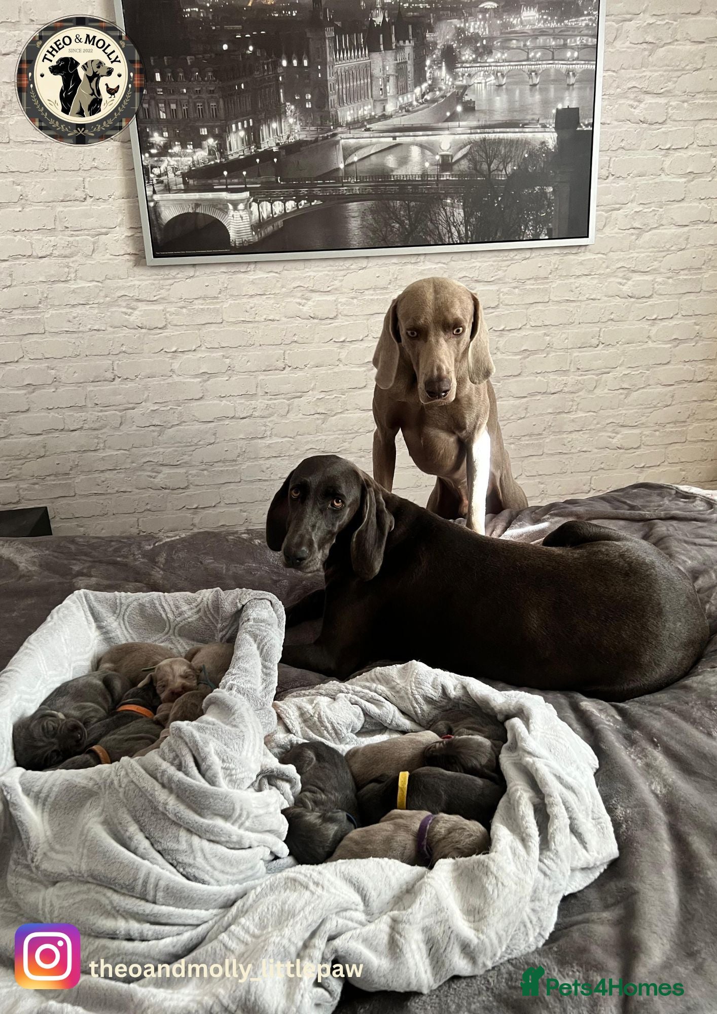Weimaraner dogs  ❤️Adorable KC-Registered Weimaraner Puppies❤️ - Advert 1