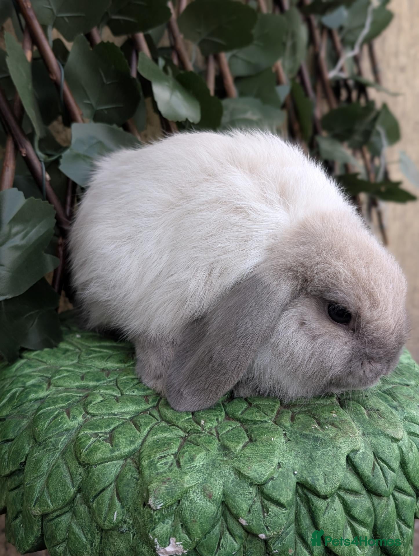 Mini Lop rabbits Pure bred mini lop bunnies - Advert 1