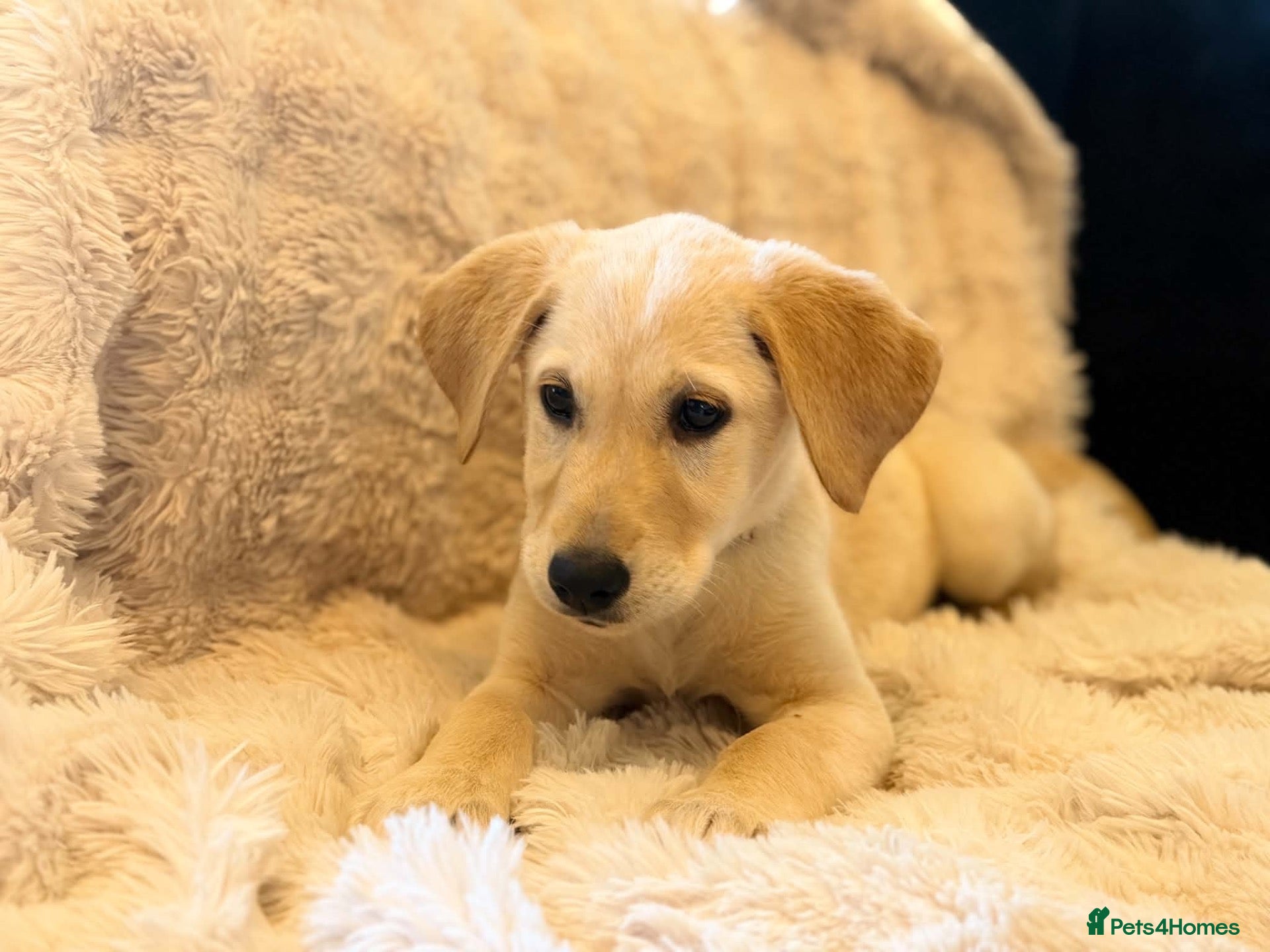 Goldador dogs  Gorgeous  Goldador Puppy Looking for Her new Home - Advert 9