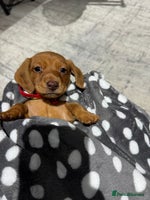 Dachshund dogs Ready now Long Haired Dachshunds For Sale - Advert 9