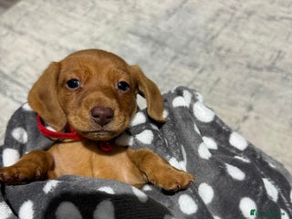 Dachshund dogs Ready now Long Haired Dachshunds For Sale - Advert 2