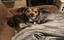 Mixed Breed dogs for sale: Beautiful female puppy.  - Image 1