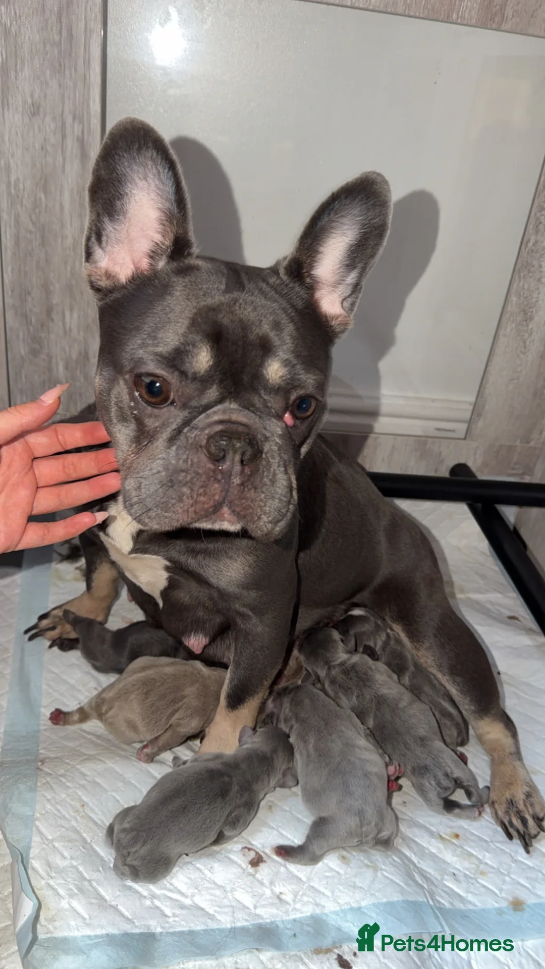 French Bulldog dogs for sale: Gorgoeus Isabella, lilac and blue Frenchies - Advert 5