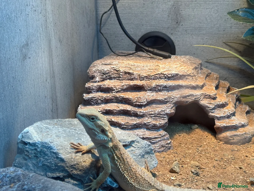 Bearded Dragon reptiles for sale: 4 month old bearded dragon - Advert 4
