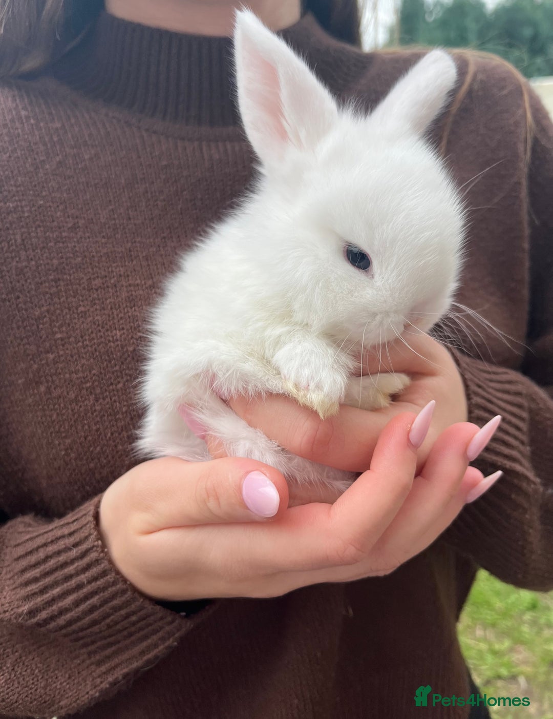 Mini Lop rabbits for sale: Gorgeous Mini Lop Babies - Image 6