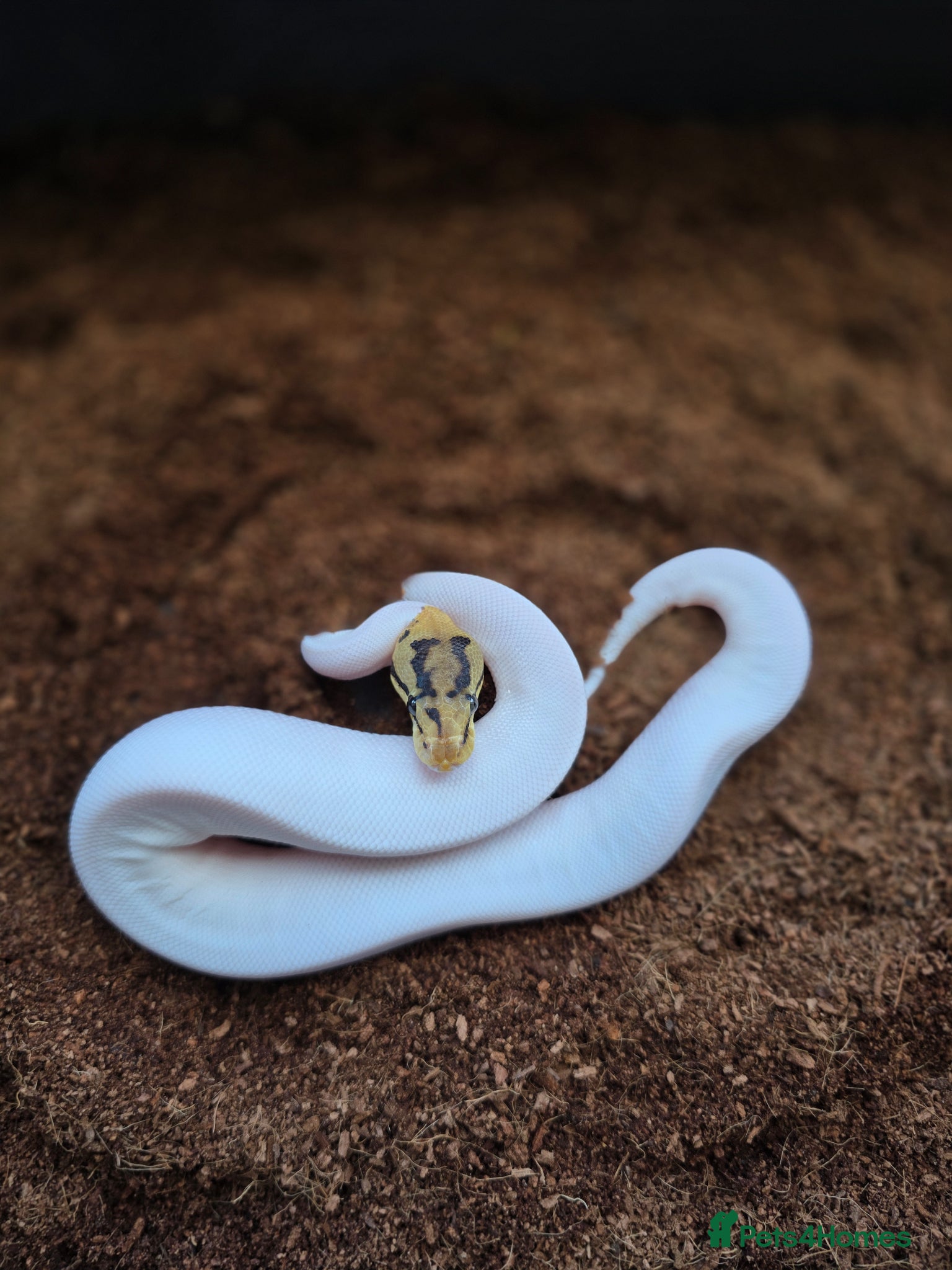 Python Snake reptiles Royal python morphs for sale - Advert 2