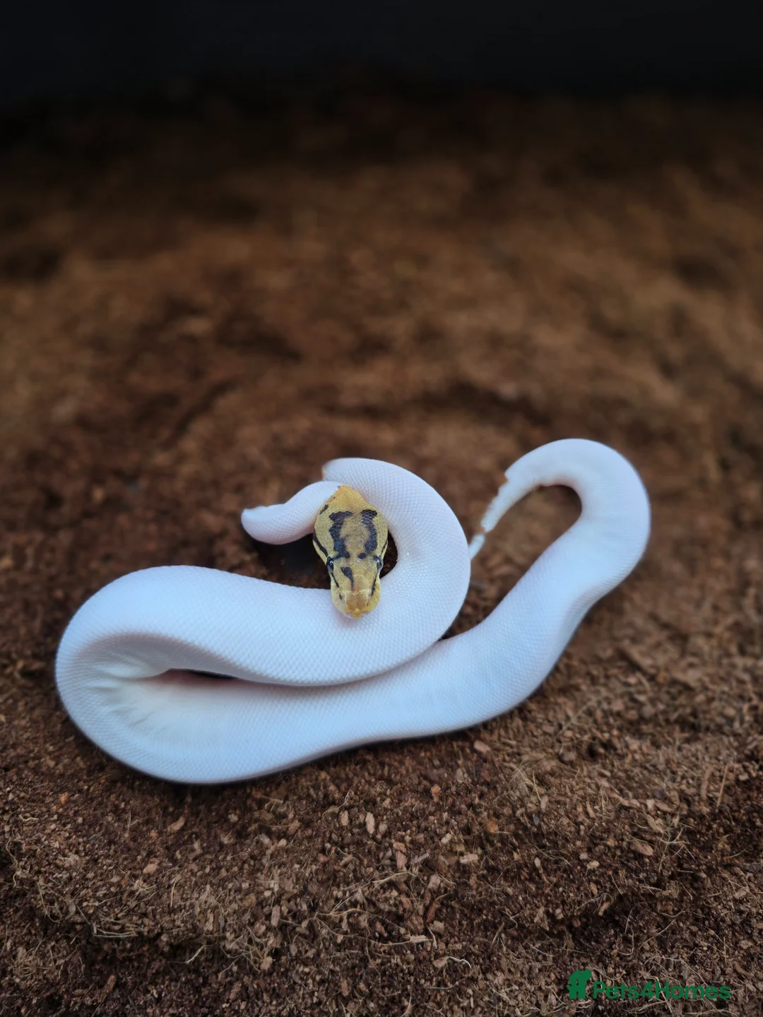 Python Snake reptiles for sale: Royal python morphs for sale in Dudley - Advert 2