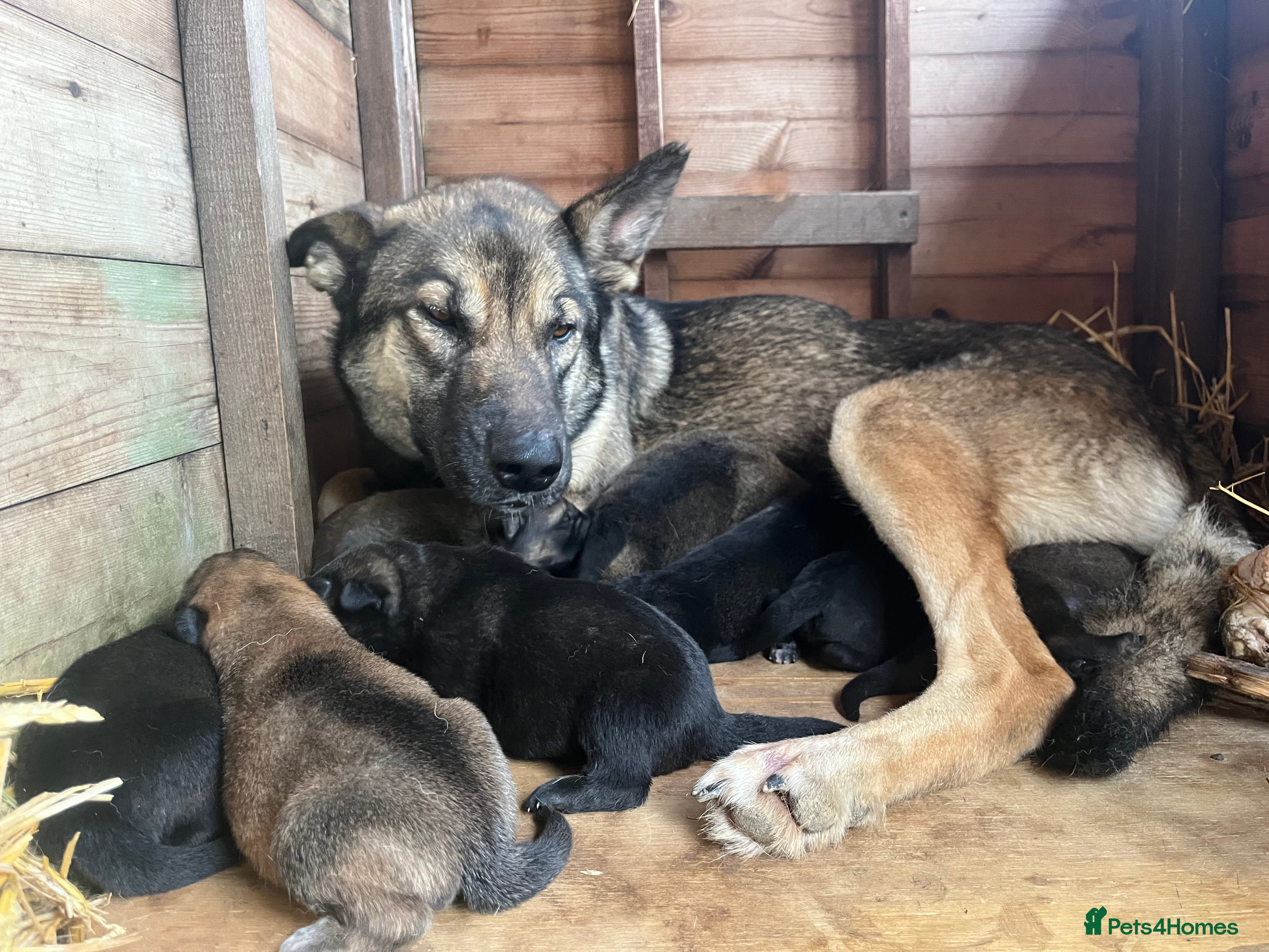 German Shepherd dogs German Shepherd x DDR Shepherd Puppies  - Advert 4