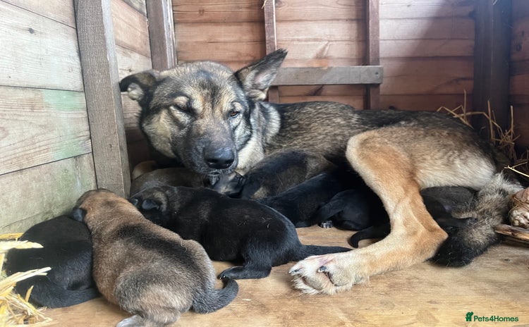 German Shepherd dogs German Shepherd x DDR Shepherd Puppies  - Advert 3