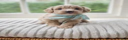 Cavapoochon dogs for sale: Gorgeous cavapoochon babies - Advert 17