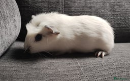 Guinea Pig rodents for sale: Pair of male guinea pigs so beautiful  - Image 6