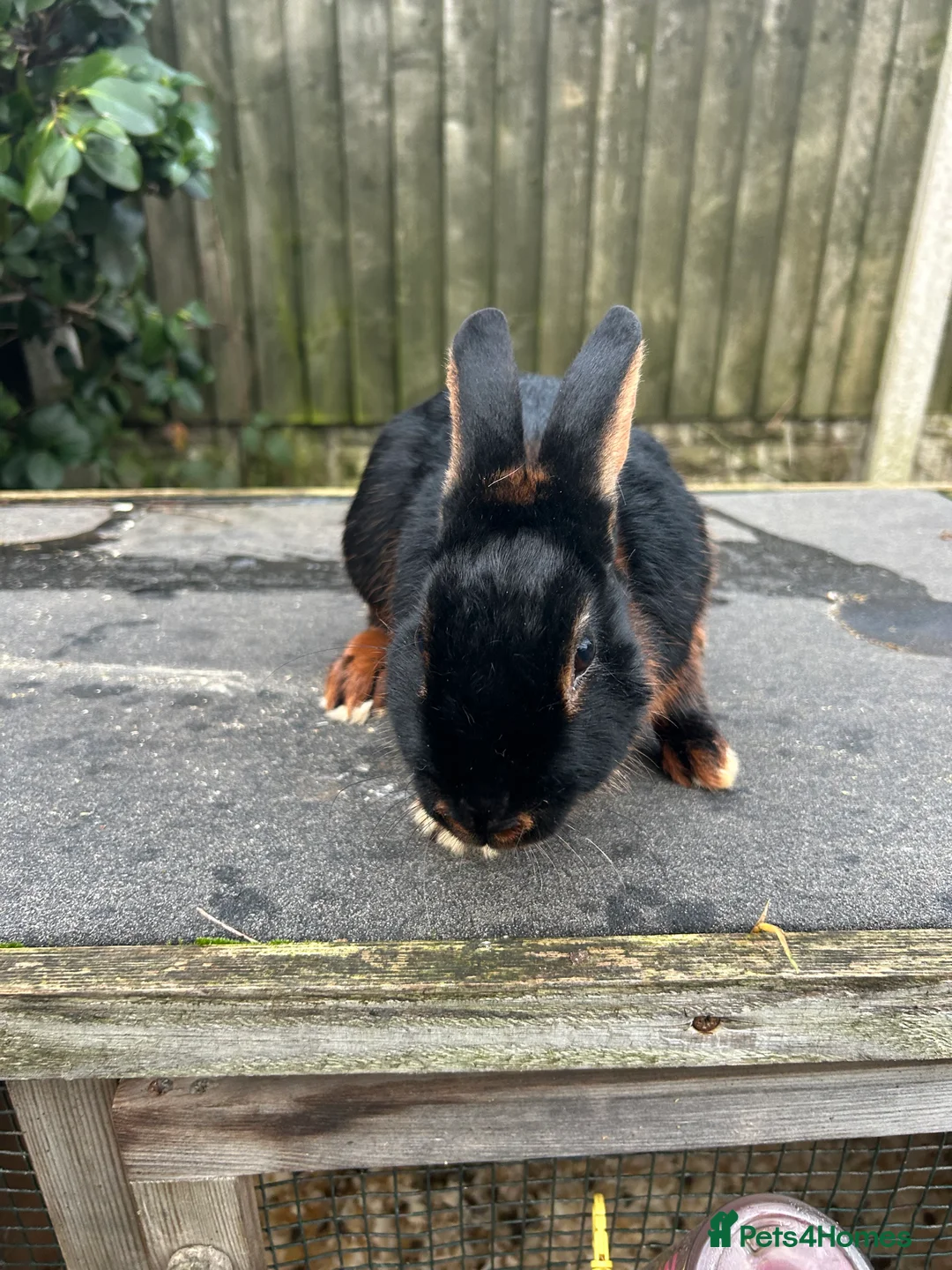 Tan rabbits for sale: Tan male rabbit - Advert 2