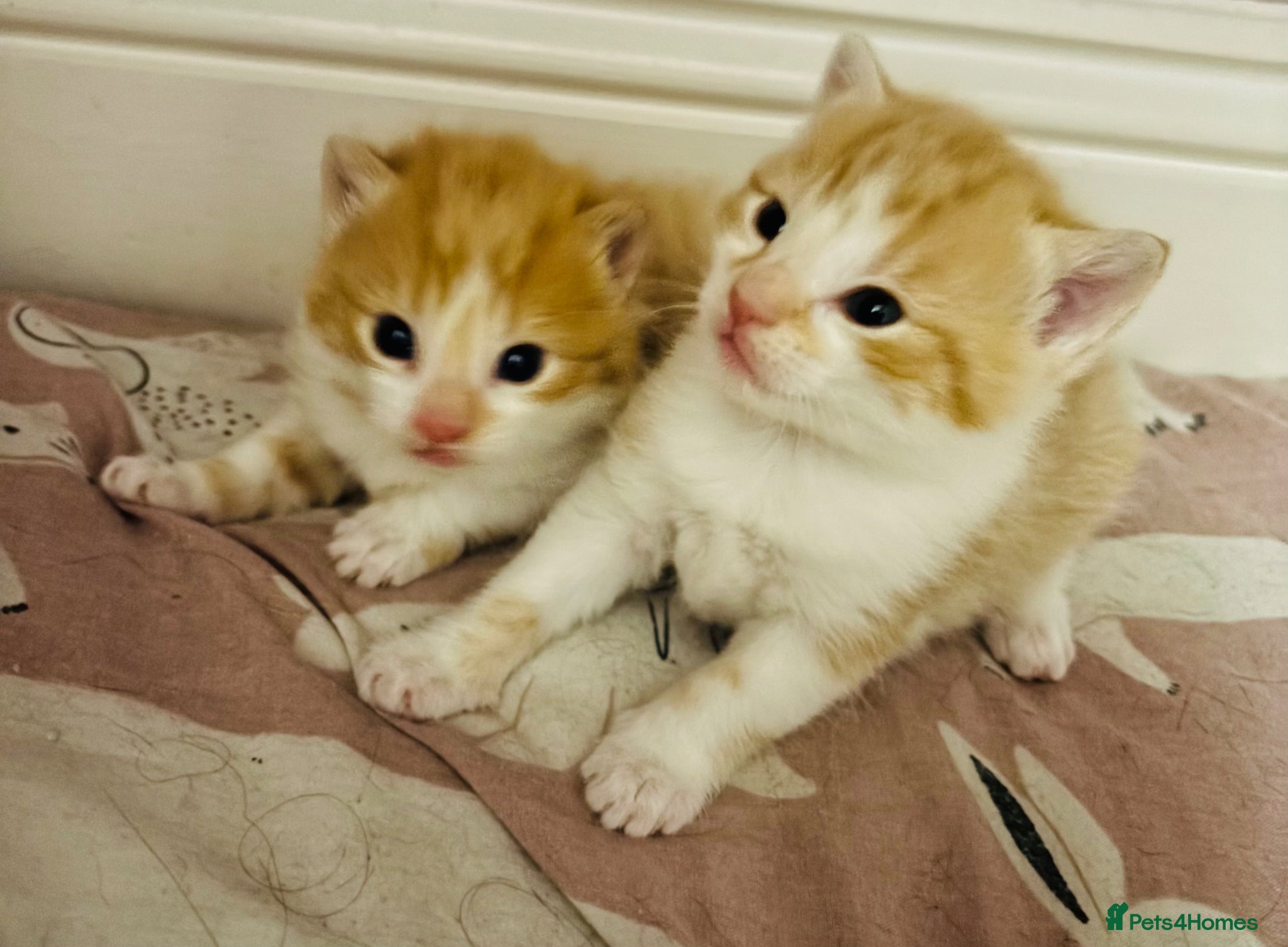 Mixed Breed cats Kittens STUNNING MainecoonXbengal 3 remaining! - Advert 1