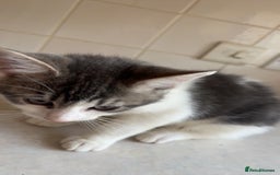 Mixed Breed cats for sale: 2 female kittens - Image 6