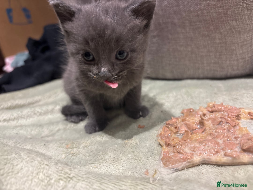 British Longhair cats for sale: Kittens need gone (available to leave in 2 weeks) - Advert 3