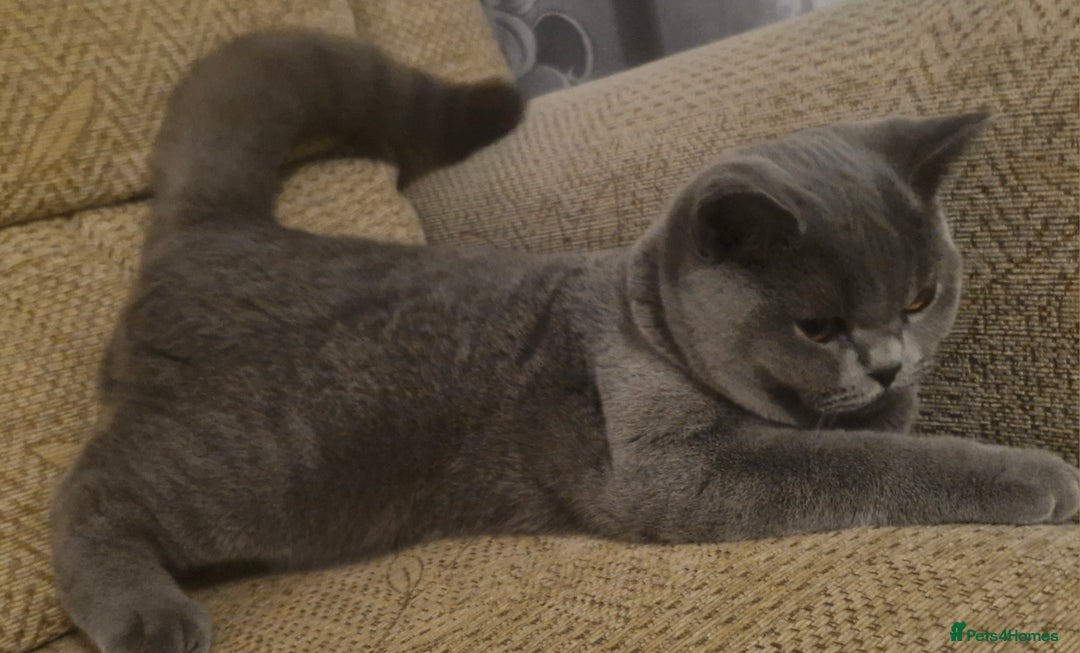 British Shorthair cats for sale: Beautiful BSH Boy - Advert 6