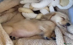 Miniature Dachshund dogs for sale: KC Cream long haired miniature dachshund puppies - Image 12