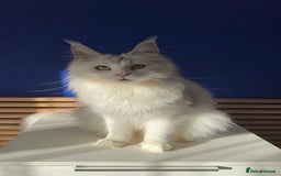 Maine Coon cats for sale: Beautiful Bonded Maine Coon Pair + Single. - Image 1