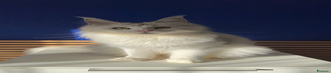 Maine Coon Kitten 3