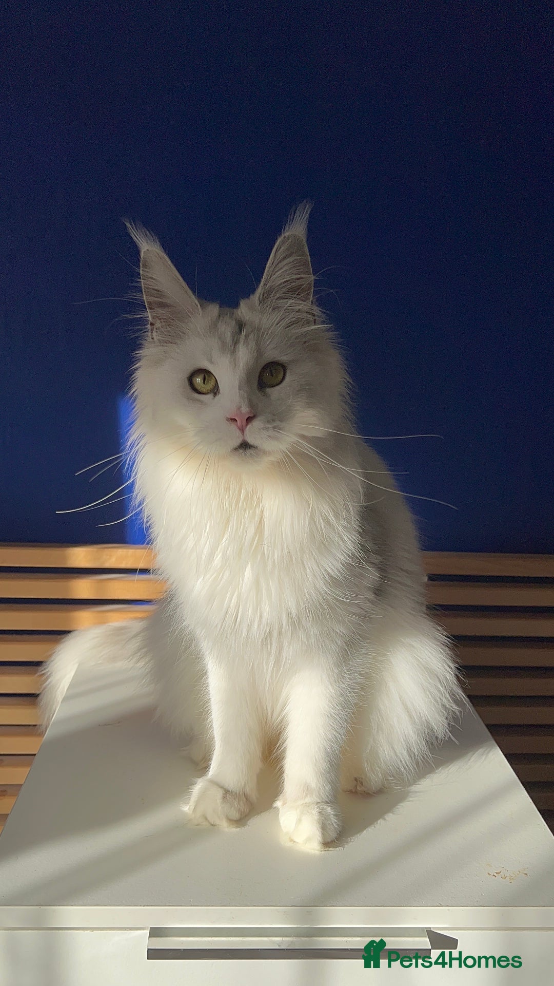Maine Coon cats for sale: Beautiful Bonded Maine Coon Pair + Single. - Image 1