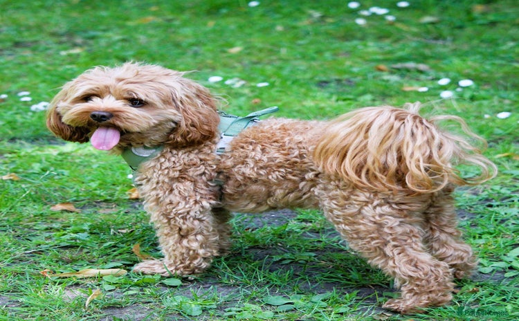 Cavapoo dogs - Advert 2
