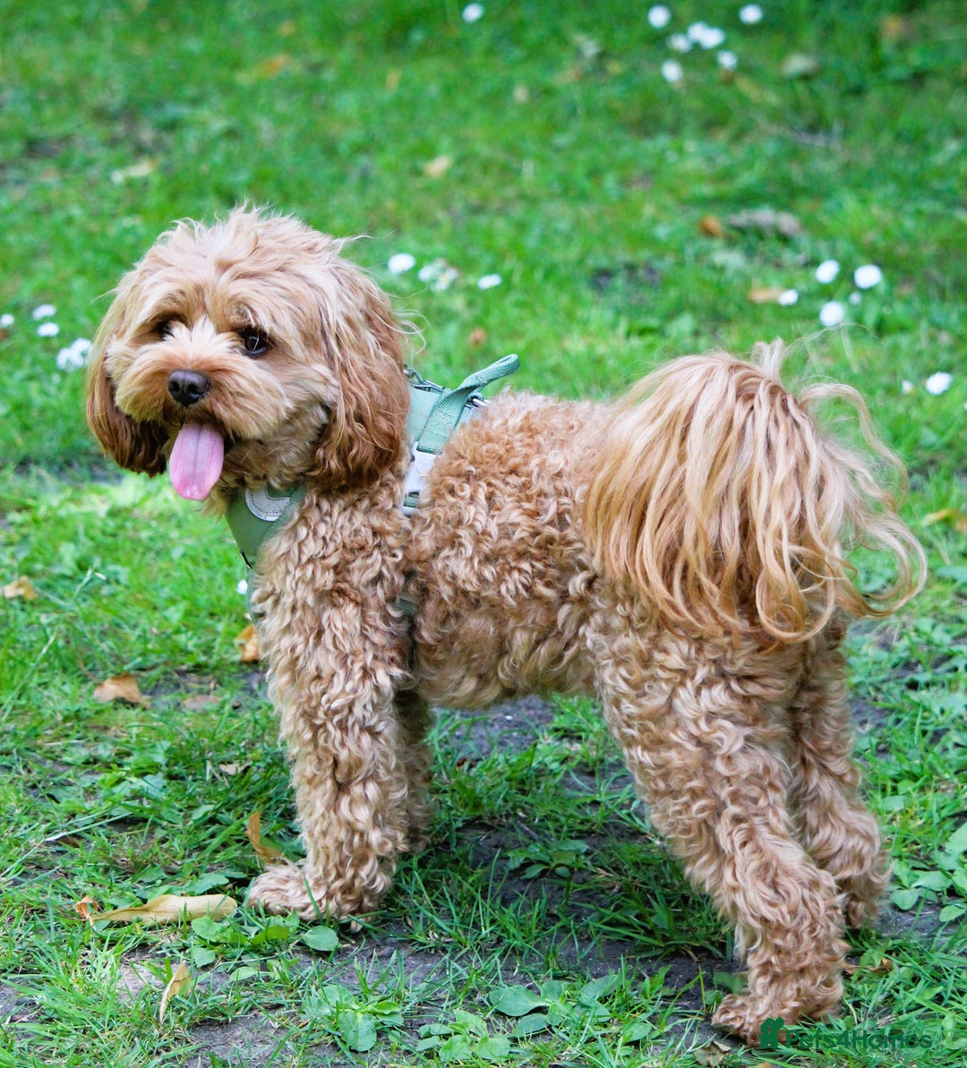Cavapoo dogs for stud:  Toy cavapoo (proven stud) - Image 1