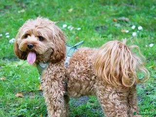 Cavapoo dogs Toy cavapoo (proven stud) - Advert 2