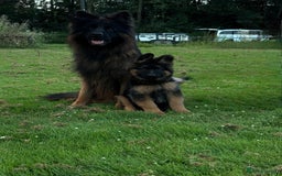 German Shepherd dogs for stud: WORLD FAMOUS STUD ARRIVED IN THE UK - Image 7