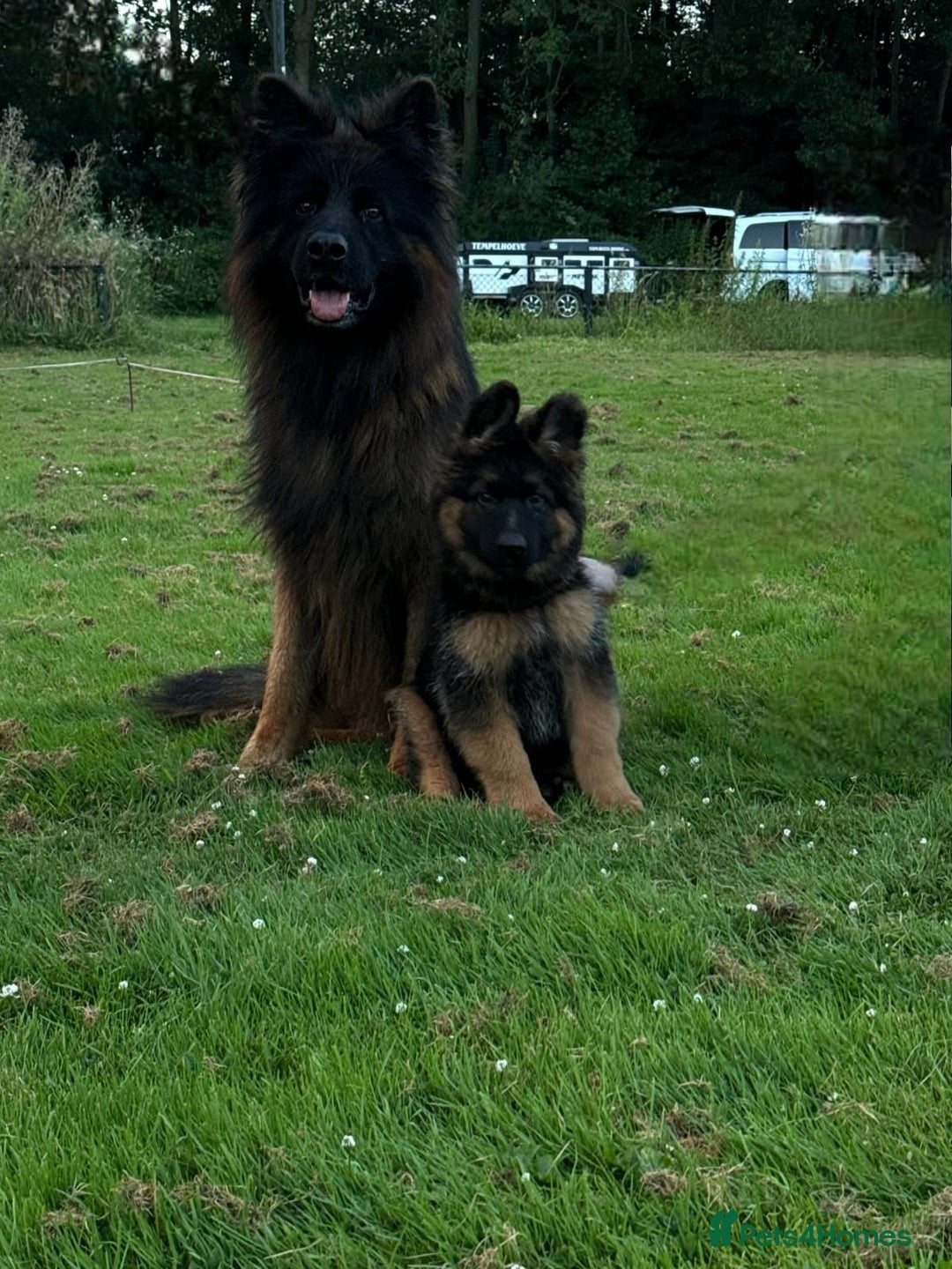 German Shepherd dogs for stud: WORLD FAMOUS STUD ARRIVED IN THE UK - Image 7