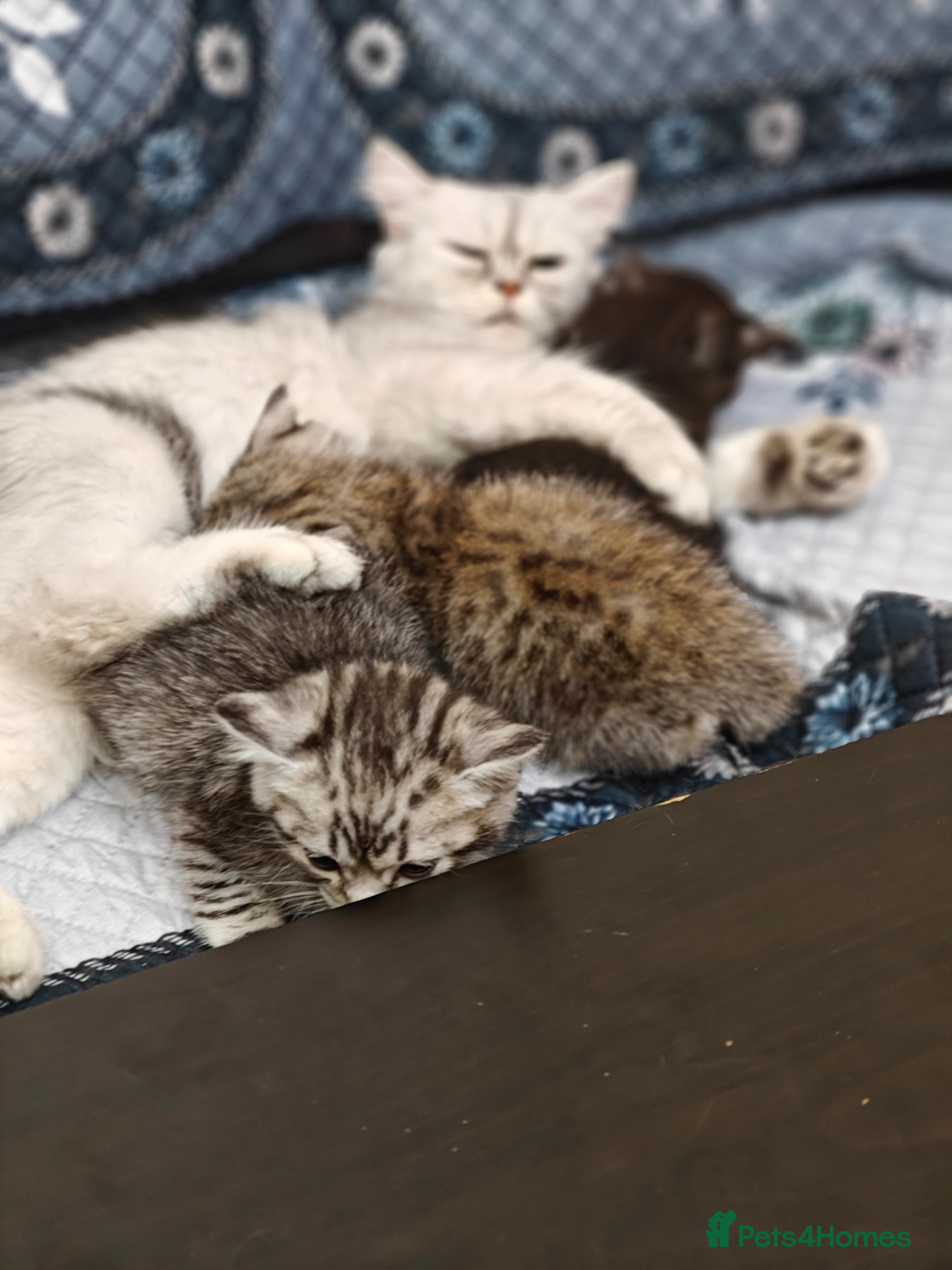 Mixed Breed cats Miss urmi patel - Advert 12