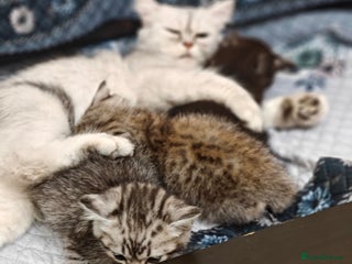 Mixed Breed cats Miss urmi patel - Advert 1