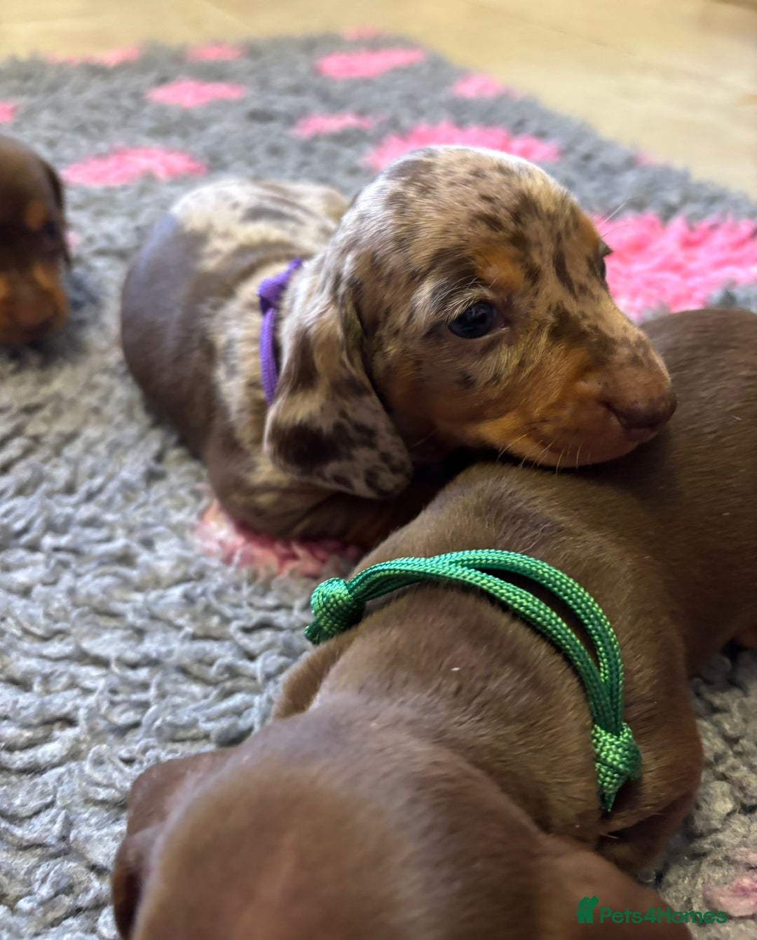 Miniature Dachshund dogs for sale: STUNNING MINIATURE DACHSHUND PUPPIES - Image 5