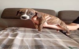 Mixed Breed dogs for sale: Mastiff cross  - Image 4