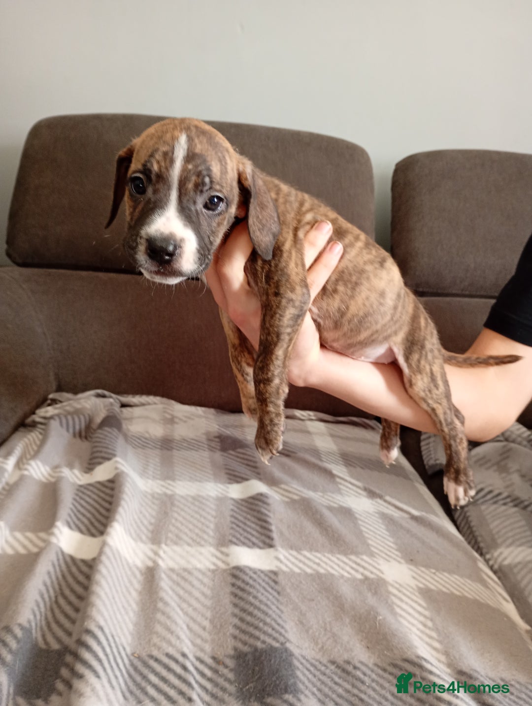 Mixed Breed dogs for sale: Mastiff cross  - Image 4