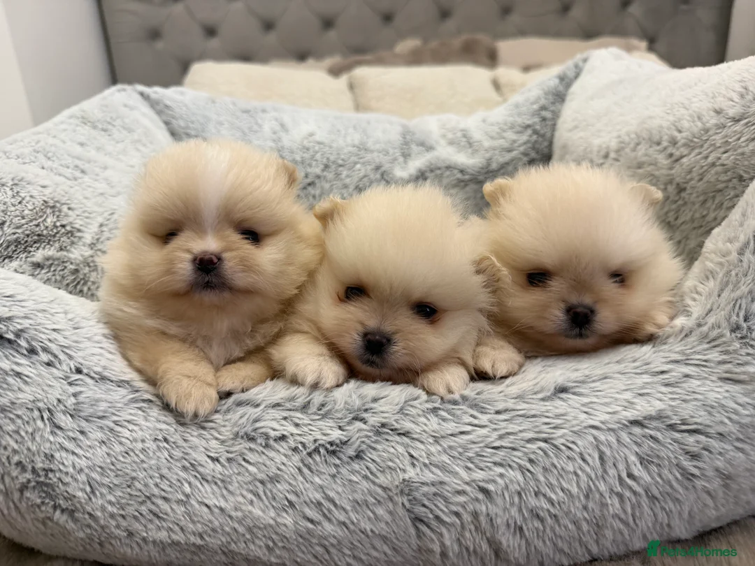 Pomeranian dogs for sale: Teddy Bear Pomeranians  - Advert 1