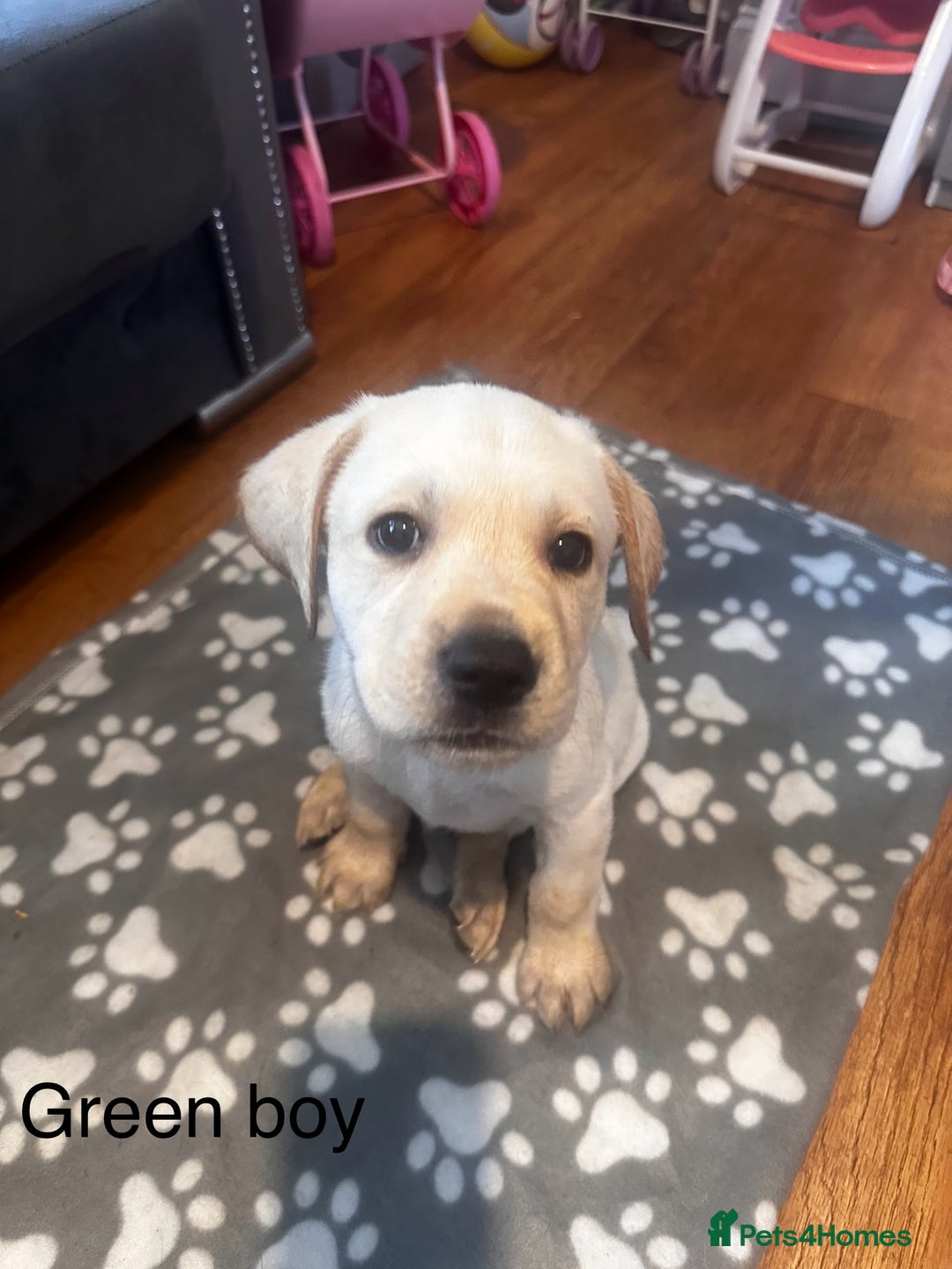 Labrador Retriever dogs for sale:  Labrador puppies - Ready now  in Aberdeen - Image 12