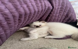 Ragdoll cats for sale: Pure ragdoll mitted blue/seal tortie kittens - Advert 18