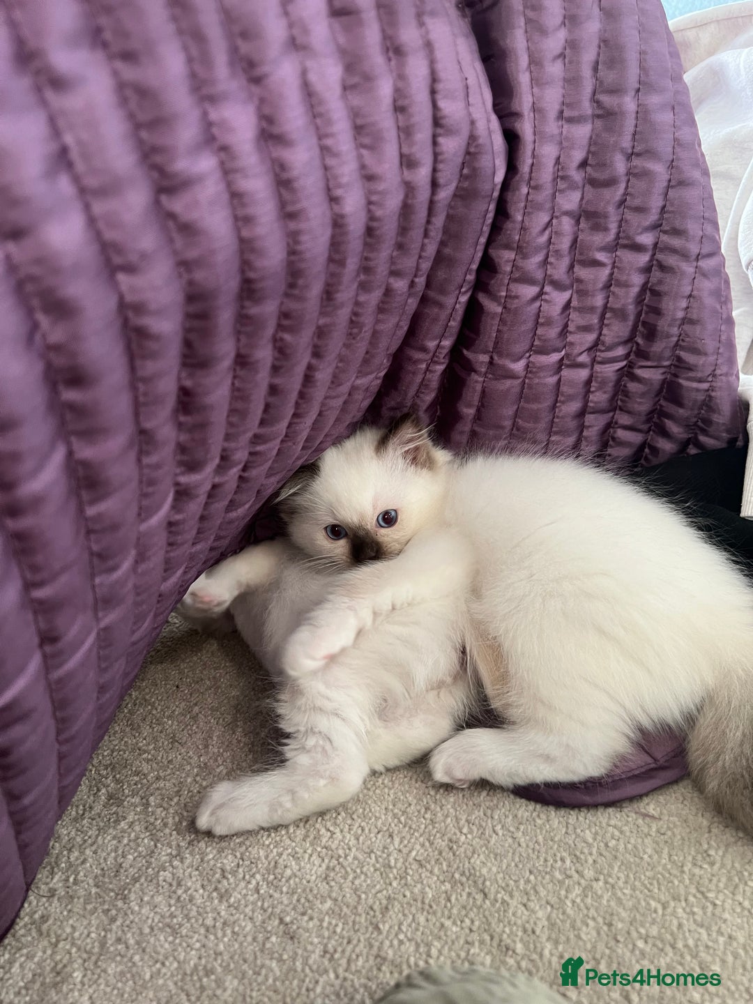 Ragdoll cats for sale: Pure ragdoll mitted blue/seal tortie kittens - Advert 18