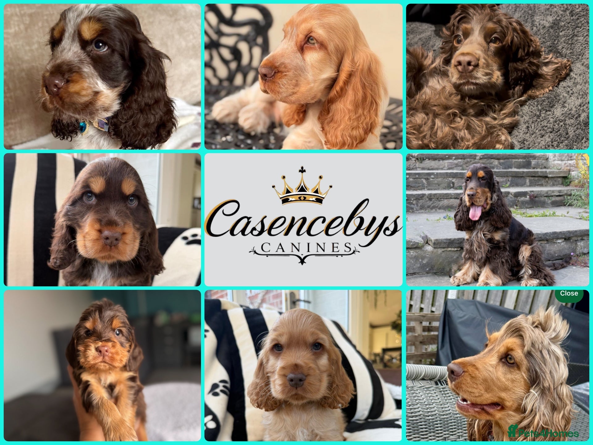 Cocker Spaniel dogs ❤️THE MOST INCREDIBLE DNA CLEAR SHOW SPANIELS❤️ - Advert 1