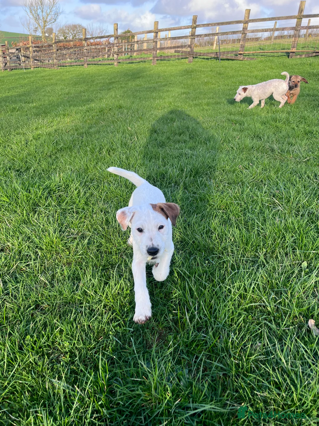 Parson Russell dogs for sale: PRT male 13 weeks old in Bideford - Advert 2