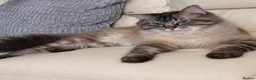 Ragdoll cats for sale: Ragdoll kittens  - Advert 13